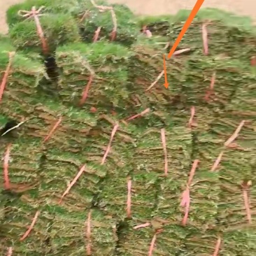 草坪草基地直销价格优惠