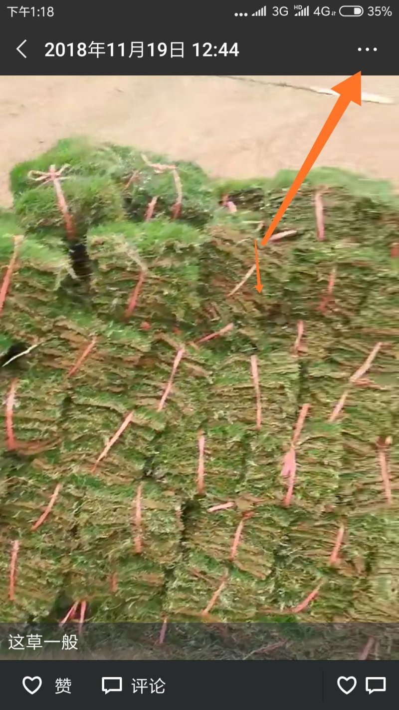 草坪草基地直销价格优惠