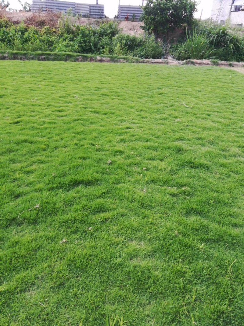 草坪草基地直销价格优惠
