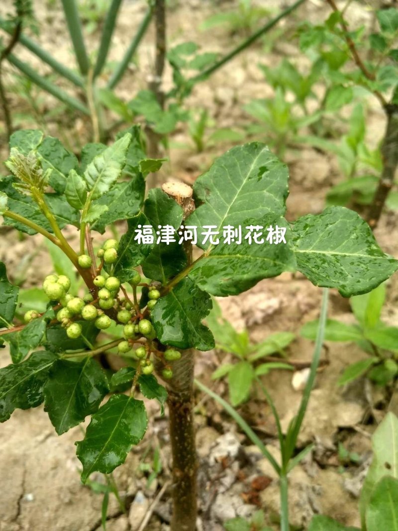 无刺花椒嫁接枝条花椒接穗大红袍嫁接枝条提供技术指导