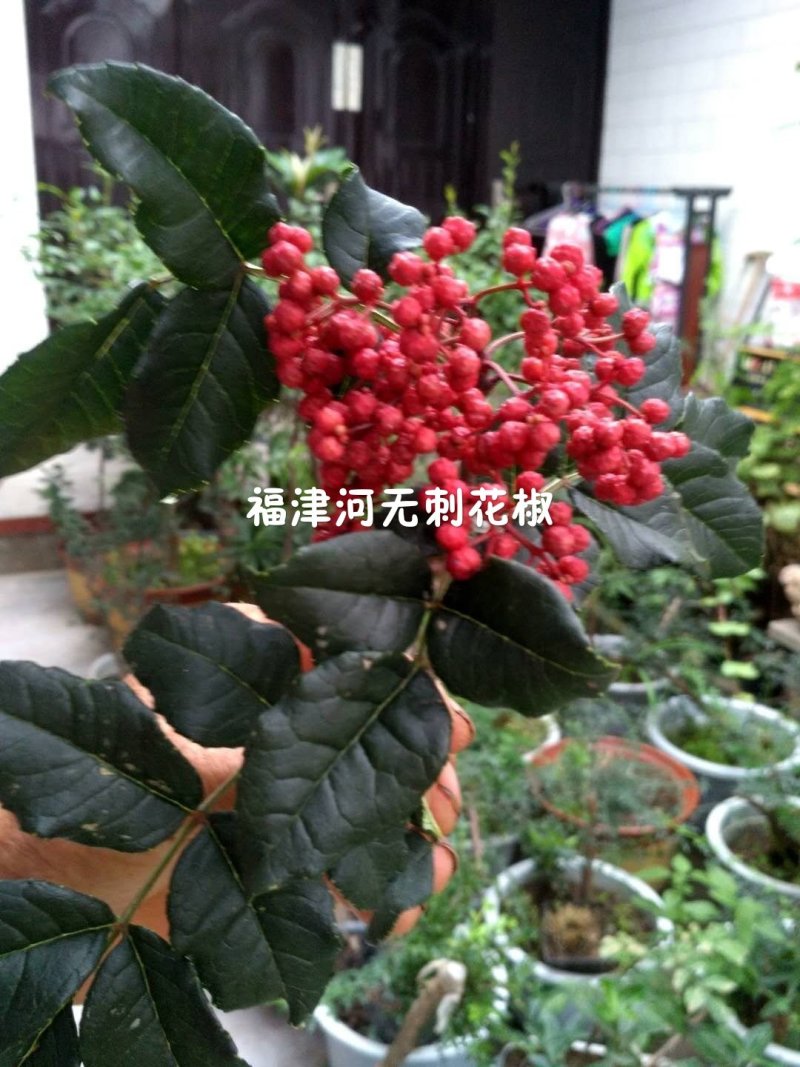 无刺花椒嫁接枝条花椒接穗大红袍嫁接枝条提供技术指导
