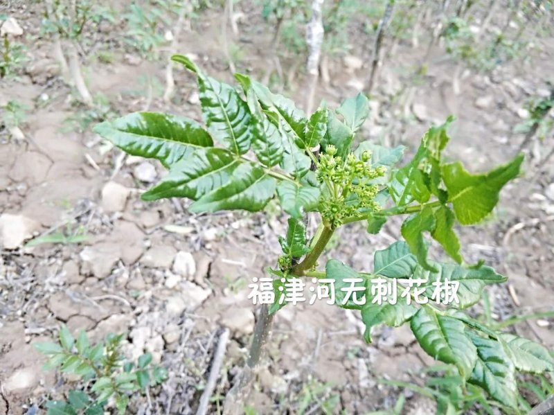 无刺花椒嫁接枝条花椒接穗大红袍嫁接枝条提供技术指导