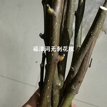 无刺花椒嫁接枝条花椒接穗大红袍嫁接枝条提供技术指导
