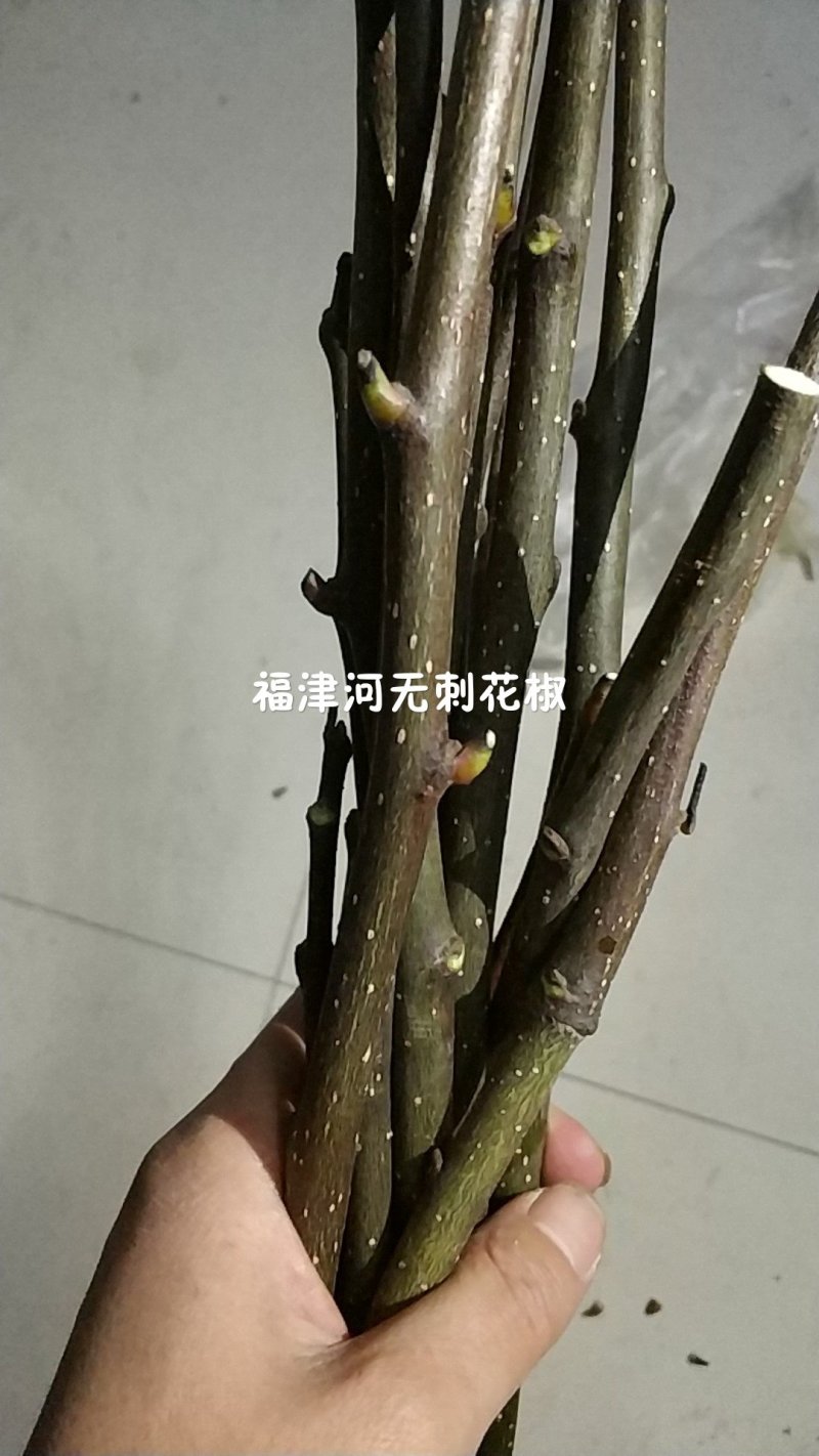 无刺花椒嫁接枝条花椒接穗大红袍嫁接枝条提供技术指导