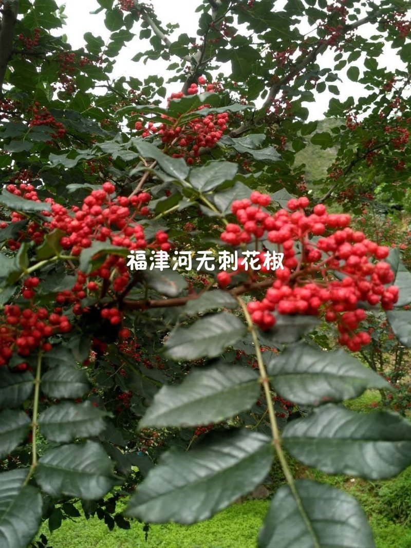 无刺花椒嫁接枝条花椒接穗大红袍嫁接枝条提供技术指导