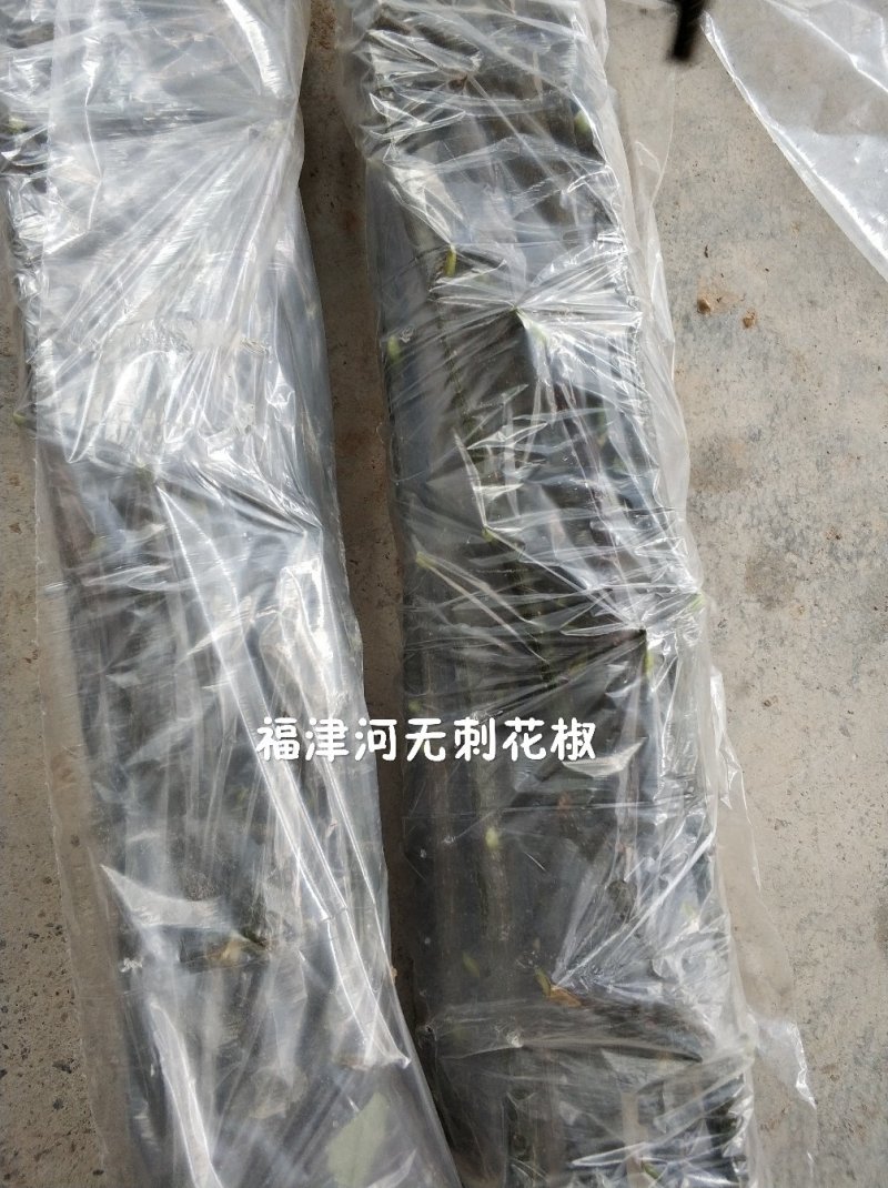 无刺花椒嫁接枝条花椒接穗大红袍嫁接枝条提供技术指导