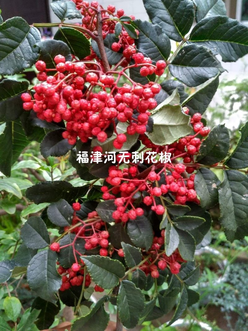 无刺花椒嫁接枝条花椒接穗大红袍嫁接枝条提供技术指导