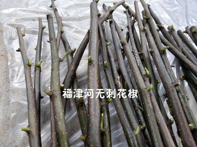 无刺花椒嫁接枝条花椒接穗大红袍嫁接枝条提供技术指导