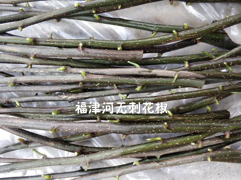 无刺花椒嫁接枝条花椒接穗大红袍嫁接枝条提供技术指导