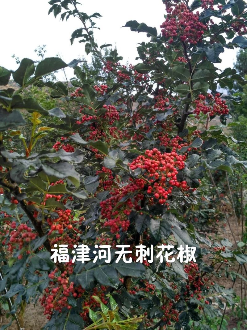 无刺花椒嫁接枝条花椒接穗大红袍嫁接枝条提供技术指导