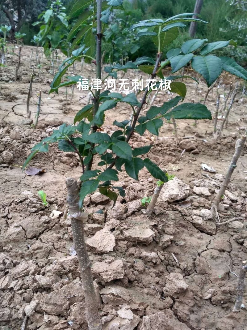 无刺花椒嫁接枝条花椒接穗大红袍嫁接枝条提供技术指导