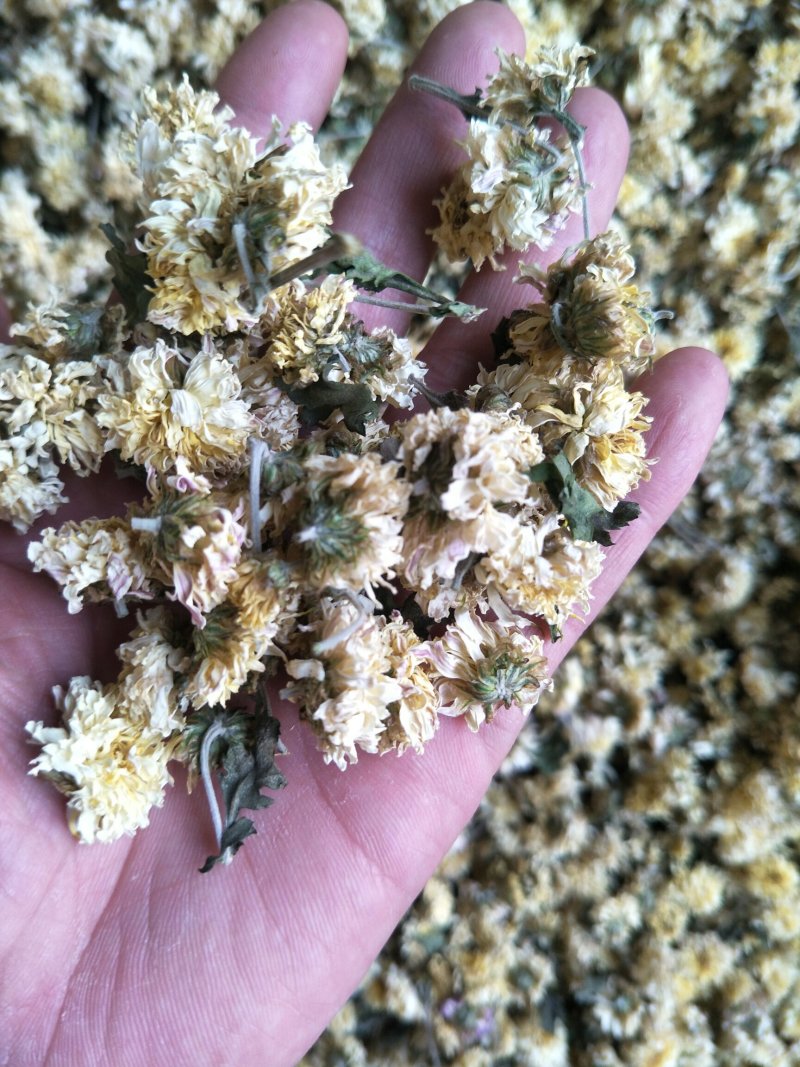怀菊花