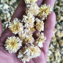 怀菊花