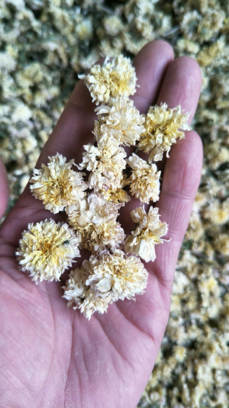 怀菊花