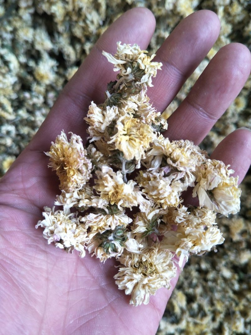 怀菊花
