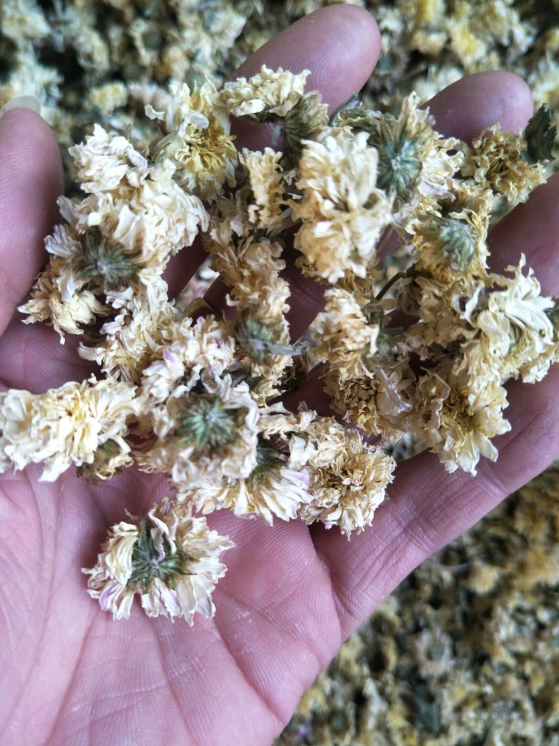 怀菊花