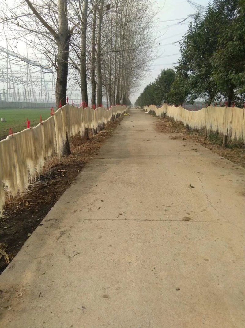 【实力供货粉条】红薯粉条河南基地直发无色素无添加全国发货电联