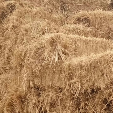 稻草秸秆
