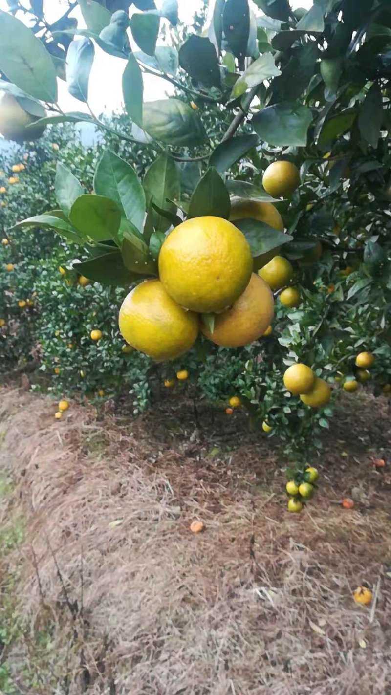 皇帝柑规格5.5～7甜度13