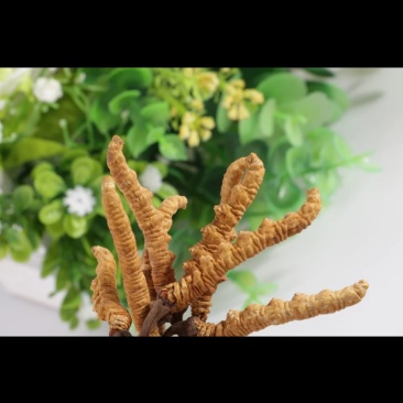 冬虫夏草