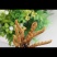 冬虫夏草
