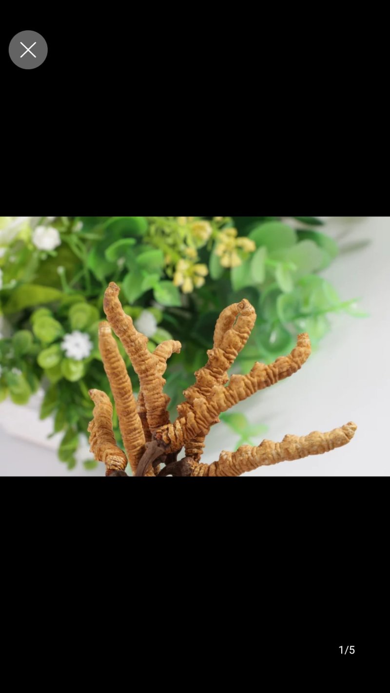冬虫夏草