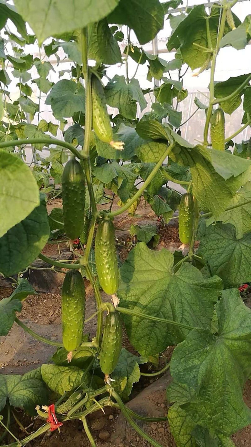 经典园帅️翠冠5010水果黄瓜种子