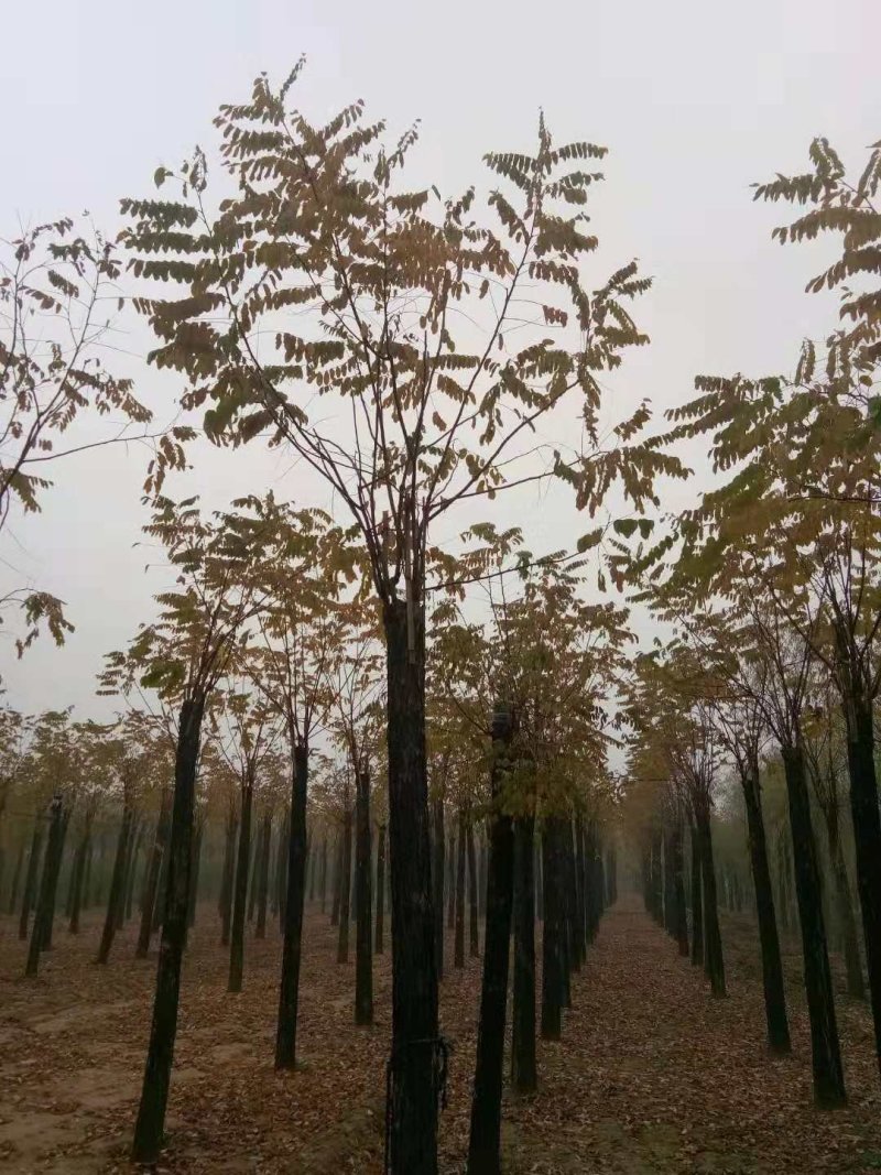 香花槐