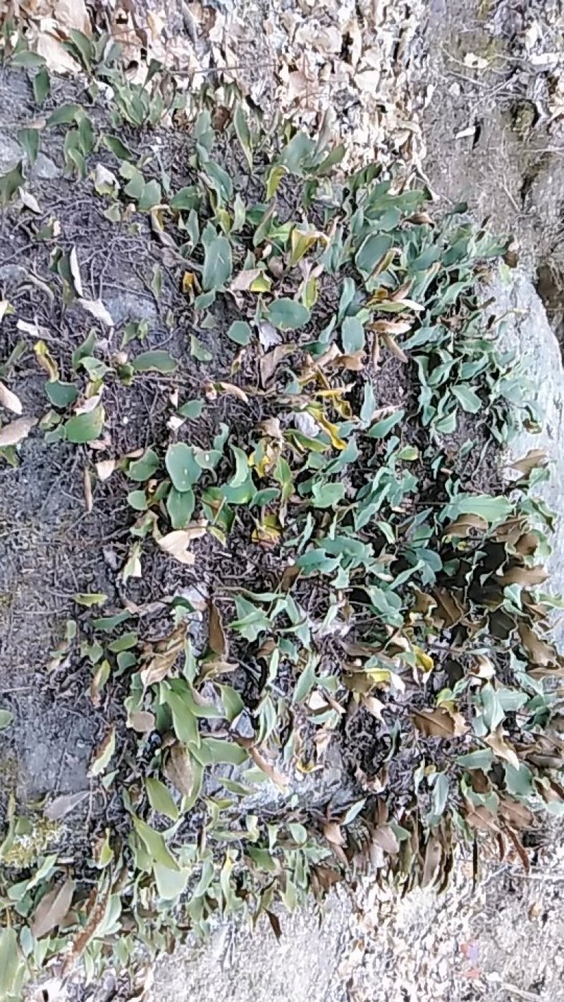 石韦陕西秦岭略阳野生无硫干货快递包邮现货