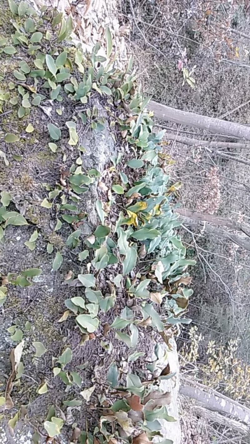 石韦陕西秦岭略阳野生无硫干货快递包邮现货