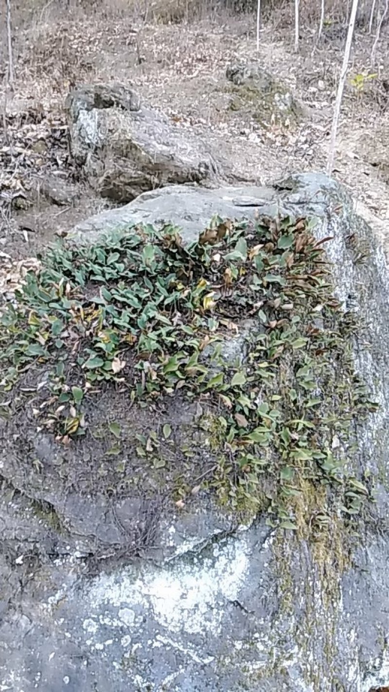 石韦陕西秦岭略阳野生无硫干货快递包邮现货