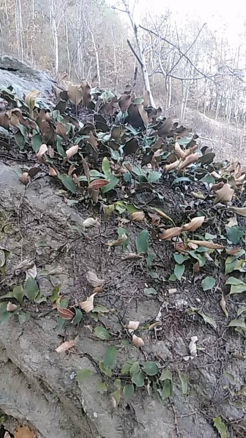石韦陕西秦岭略阳野生无硫干货快递包邮现货