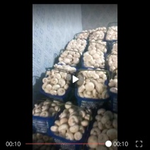 双胞菇