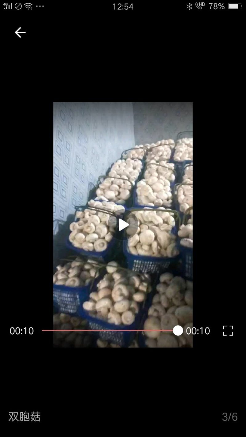 双胞菇