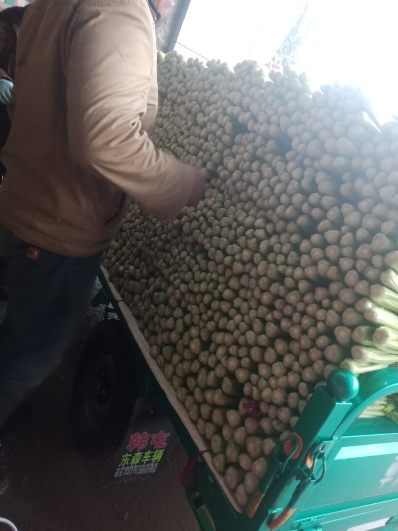 邯郸精品芹菜，可打捆，可散装，量大质优需要的联系