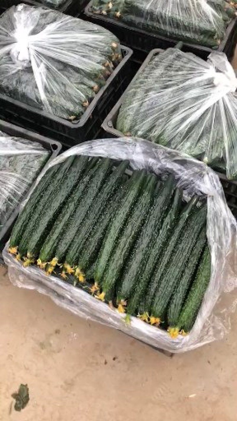 精品黄瓜产地直供，量大从优，需要的联系了