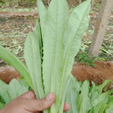 【推荐】精品油麦菜，常年大量供应，提供任何包装。