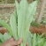 【推荐】精品油麦菜，常年大量供应，提供任何包装。