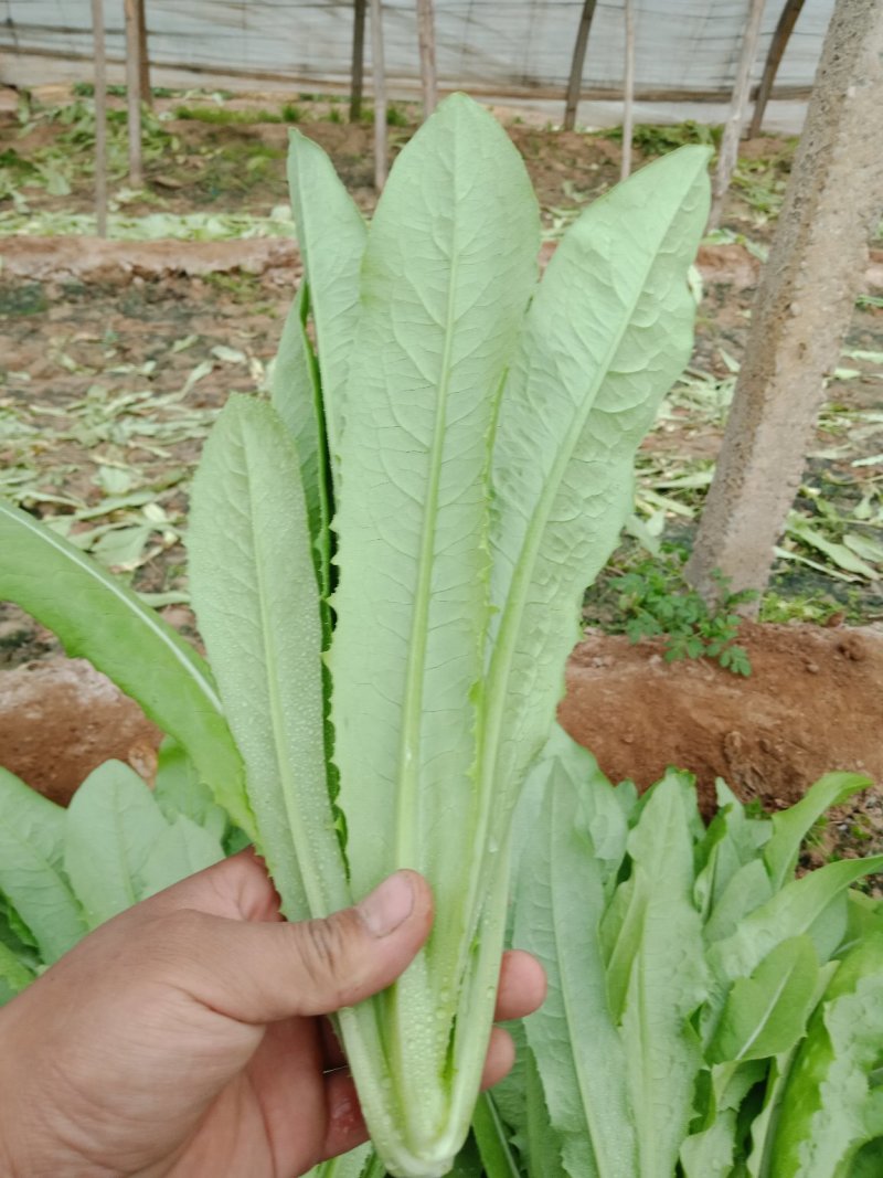 【推荐】精品油麦菜，常年大量供应，提供任何包装。