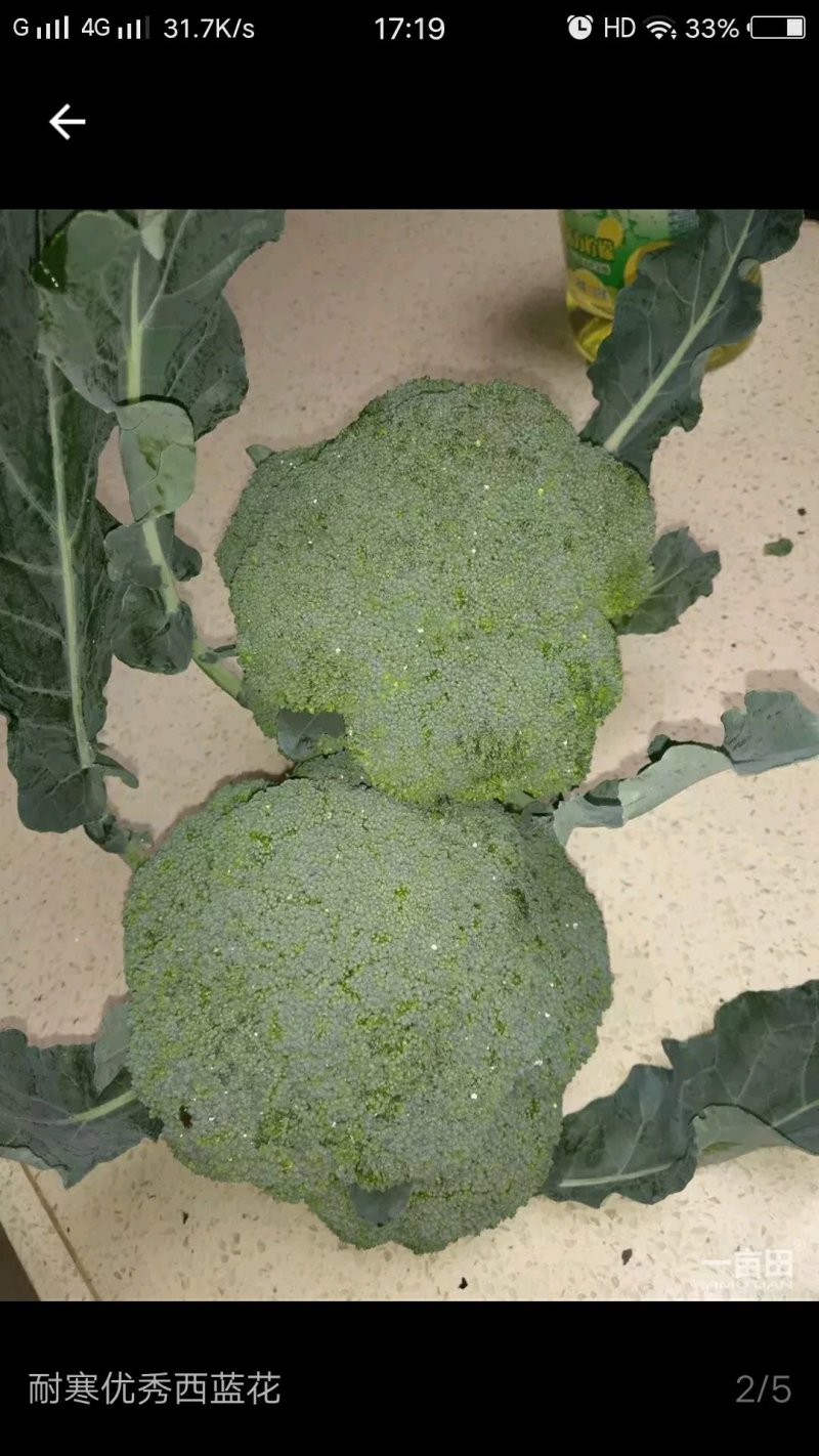 管红进