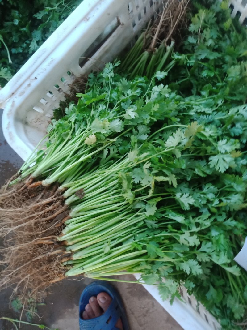 精品香菜，一年四季大量供应，需要的联系我。