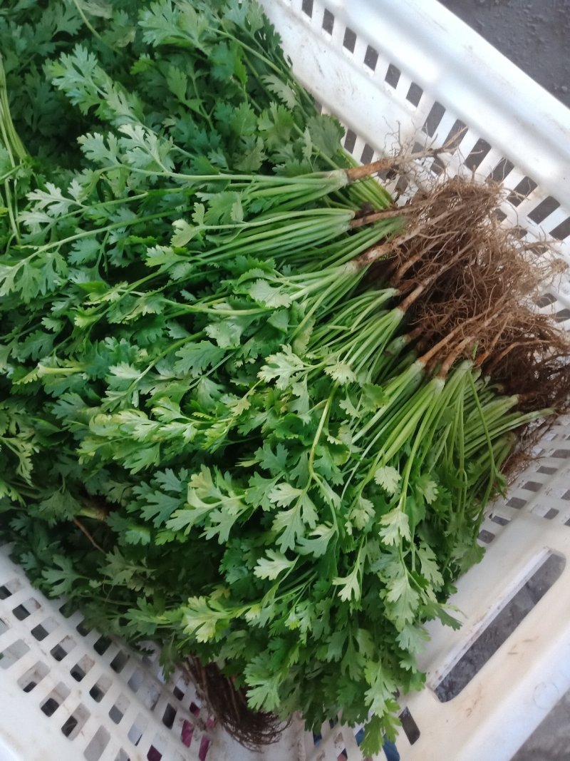 精品香菜，一年四季大量供应，需要的联系我。