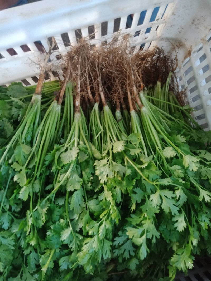 精品香菜，一年四季大量供应，需要的联系我。