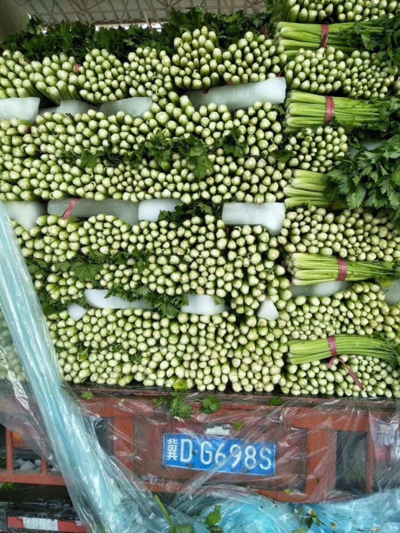 邯郸精品芹菜，可打捆，可散装，量大质优需要的联系