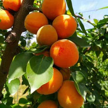 金太阳杏树苗：自己家苗圃基地专业培育的果树苗
