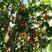 金太阳杏树苗：自己家苗圃基地专业培育的果树苗