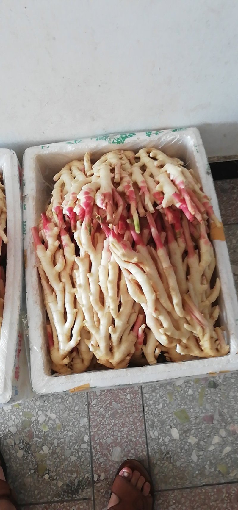 白口红芽小姜姜种