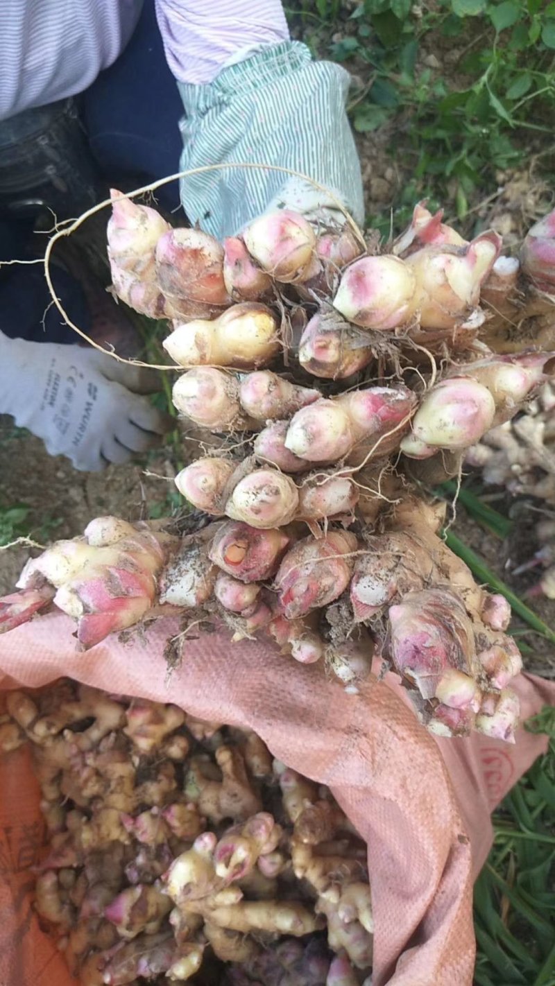 白口红芽小姜姜种