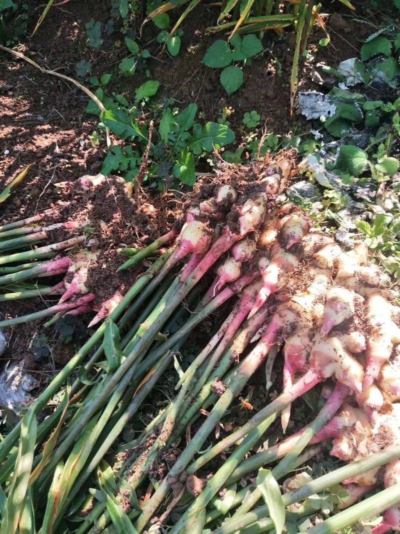 白口红芽小姜姜种