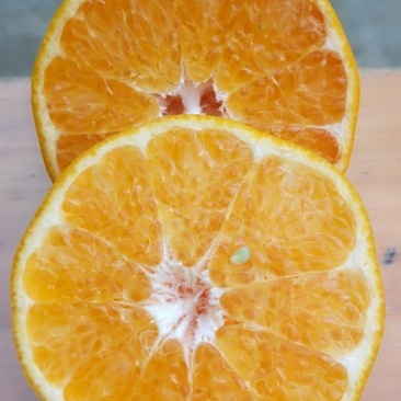 春见耙耙柑